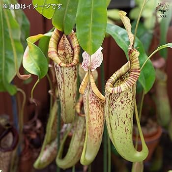 Amazon｜ITANSE ネペンテス ダイエリアナ 7号吊り鉢 1個売り 食